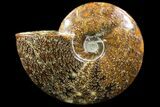 Polished, Agatized Ammonite (Cleoniceras) - Madagascar #88136-1
